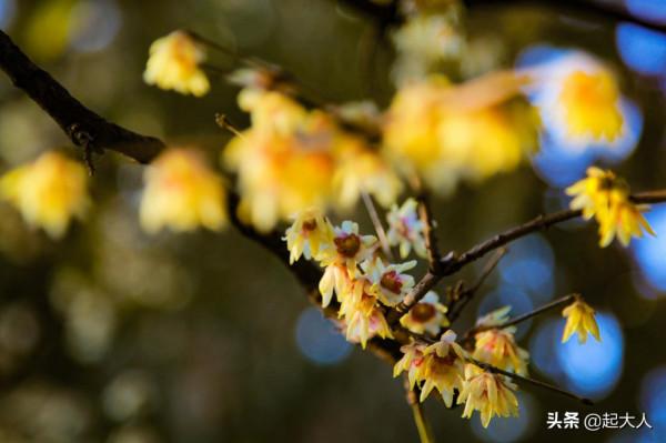 北京初冬蠟梅綻放 花香浮動引市民觀賞 北京初冬蠟梅綻放 花香浮動引市民觀賞