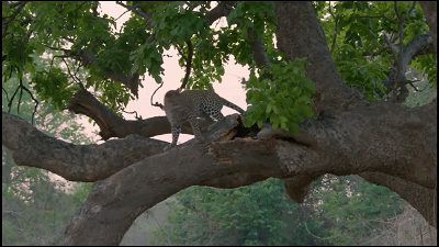 這隻花豹是啃老反面教材！正能量教育意義
