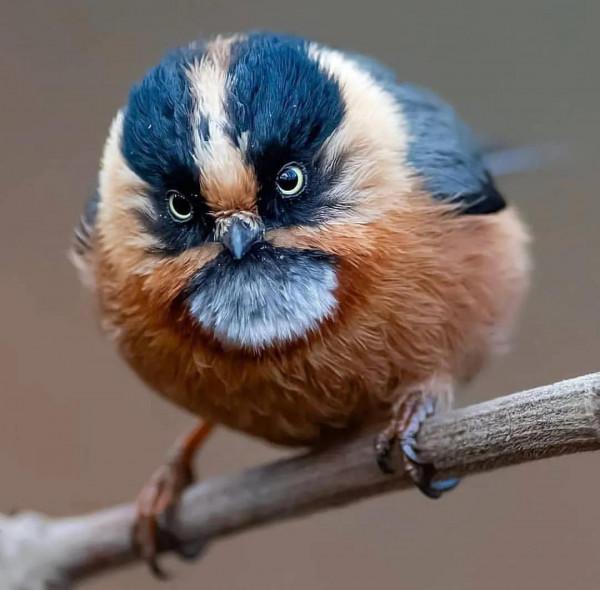 分享——最珍貴罕見的鳥