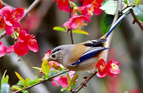 分享圖片&mdash;&mdash;山清水秀 鳥語花香