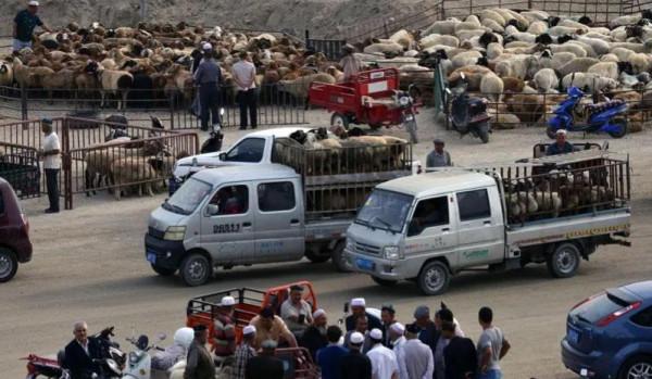 農村老人說“賣羊時千萬別讓羊販子抱羊”,這是為什麼? 農村老人說“賣羊時千萬別讓羊販子抱羊”,這是為什麼?