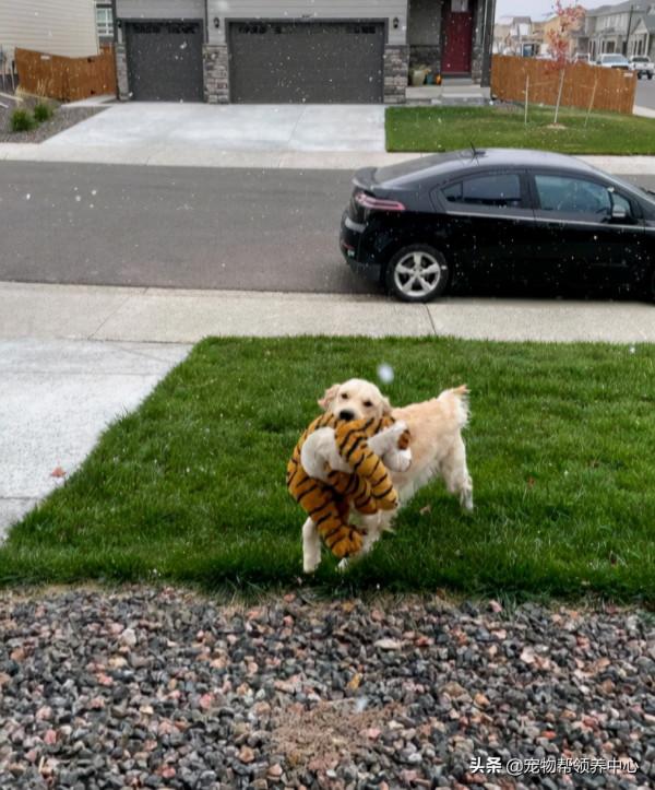 金毛第一次見下雪，非要帶上它才出門狂奔...畫面超治癒