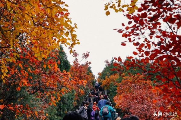 再有半個月，北京將迎來最美的季節，12個銀杏寶藏地，附機位攻略