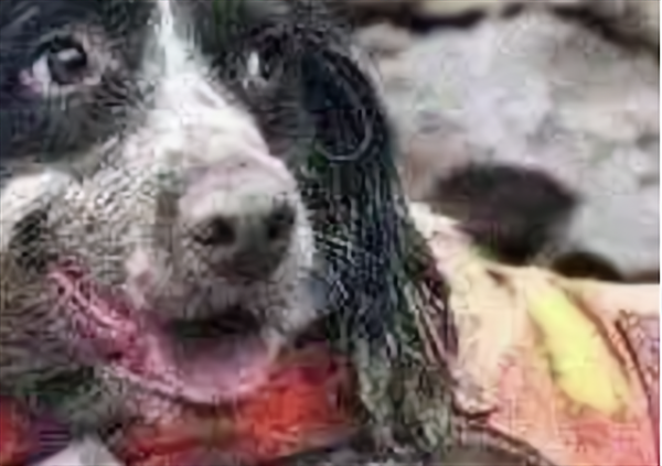 昨天，一條狗死了，但是很多人卻哭了，它已經不是狗而是戰友