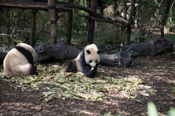 全世界60個國家的珍稀國寶