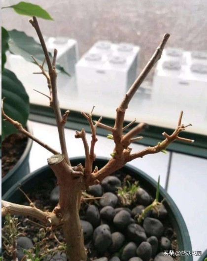 冬肥施的好，開春花量翻一倍，用錯肥爛根死芽，收空盆