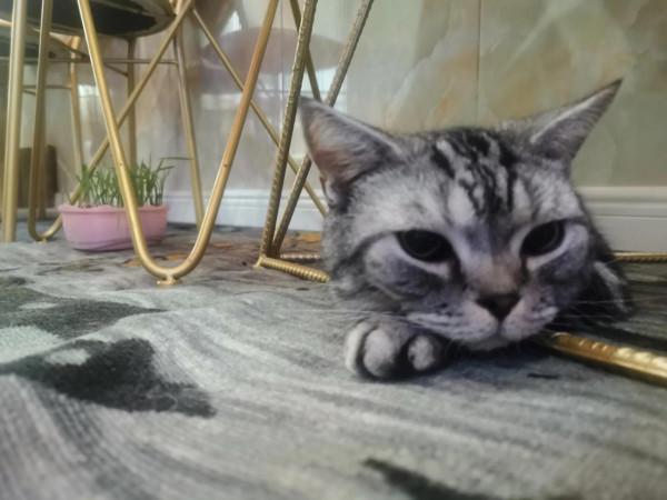 98年的我:近況(8.3-9.17) 98年的我:近況(8.3-9.17)