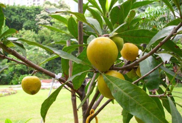 一顆煮熟的蛋黃——蛋黃果