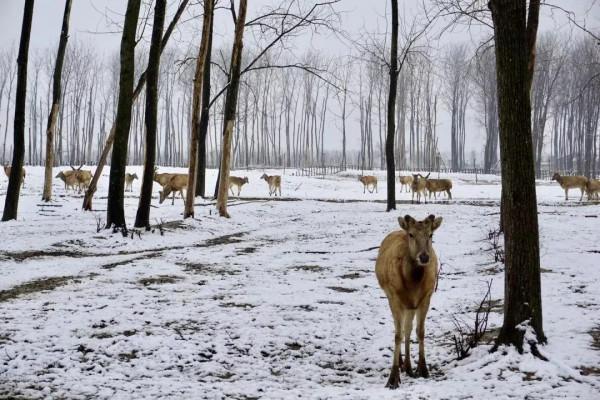 雪後的大豐麋鹿保護區