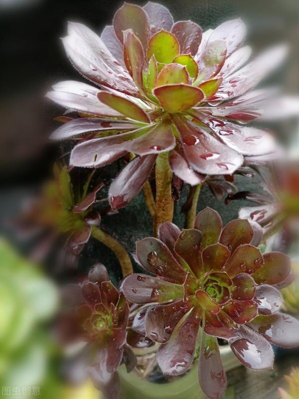 明明長得很好看，卻一身臭氣，這樣的多肉植物你愛嗎，我不愛了