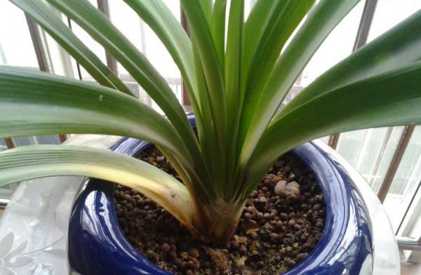 這4種植物黃葉的“病灶”不同，統一“下藥”，問題將更嚴重