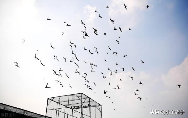 天落賽鴿進你鴿棚的6個條件，快來看看，你滿足幾個？