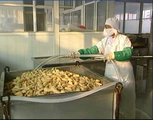 山東男子創辦生薑加工廠，種植生薑帶頭致富，國內銷售收入上億元