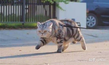 中國真的是老虎的發源地嗎？貓真的是老虎的祖先嗎？