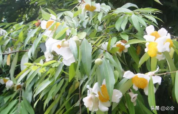 我國十大珍貴樹種,名貴樹木 我國十大珍貴樹種,名貴樹木