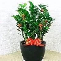 客廳種什麼花最好