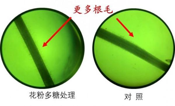 花粉多糖和氨基酸肥哪個才是作物促根首選?聽聽專家怎麼說 花粉多糖和氨基酸肥哪個才是作物促根首選?聽聽專家怎麼說
