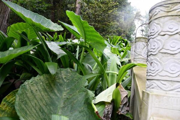 石經寺的“慢步調” 石經寺的“慢步調”