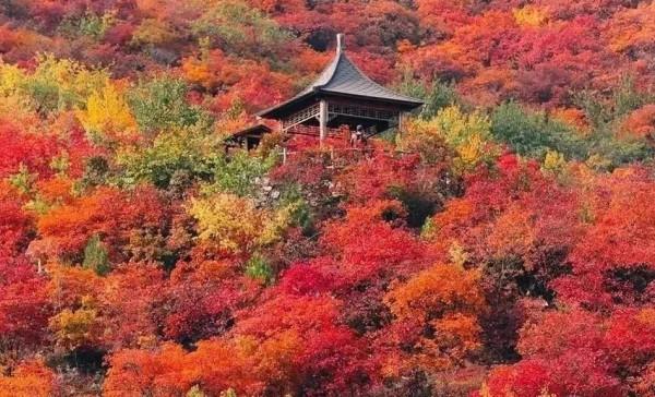 秋日靜美，斑斕如斯，北京號帶您“雲”賞深秋