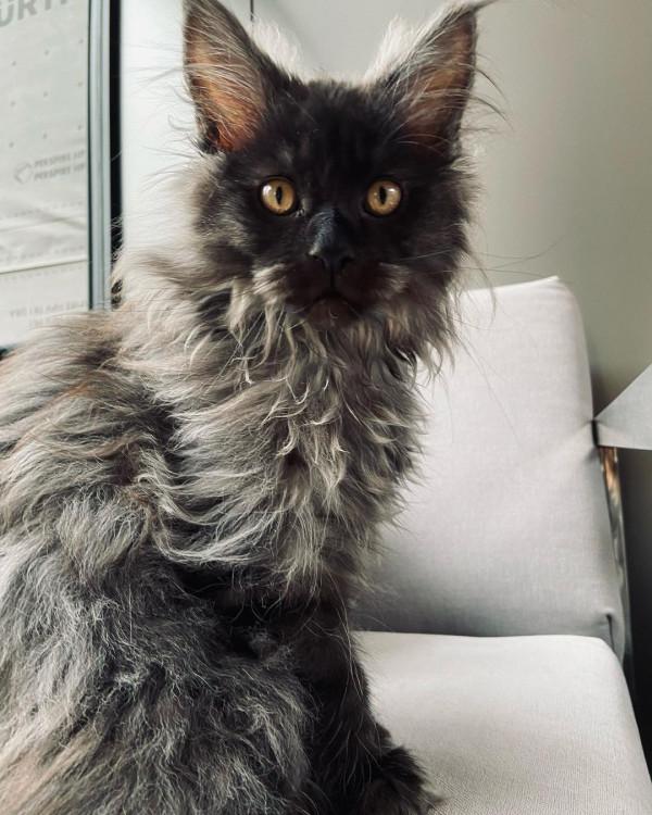 外國妹子養了只猴裡猴氣的緬因喵,這畫風,太大佬了 外國妹子養了只猴裡猴氣的緬因喵,這畫風,太大佬了