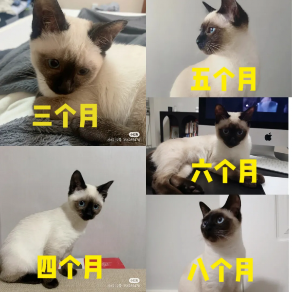 “下輩子,我再也不養暹羅貓了!” “下輩子,我再也不養暹羅貓了!”
