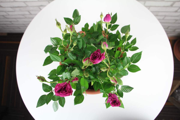 迷你月季3個品種,“陽臺黨”的福音,顏色堪稱紅得像“火焰” 迷你月季3個品種,“陽臺黨”的福音,顏色堪稱紅得像“火焰”