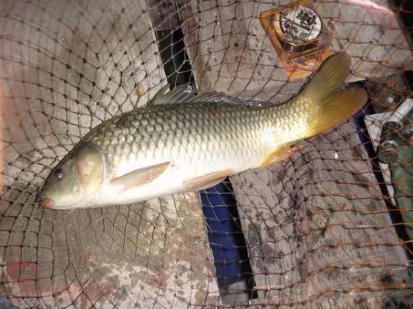 按著吃鉛選浮漂,遵循這三個條件就對了 按著吃鉛選浮漂,遵循這三個條件就對了