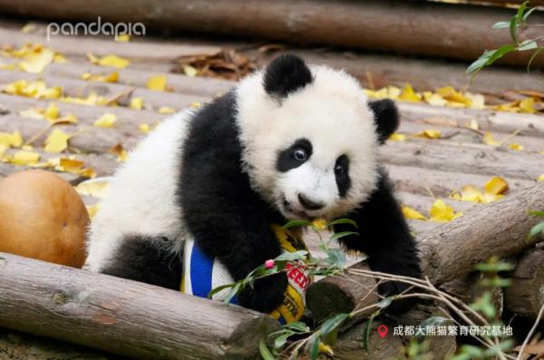 今天，來說說如何給大熊貓“充電”