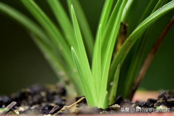 蘭花介殼蟲,最佳治理時機不要錯過,元旦在家仔細檢查一下吧 蘭花介殼蟲,最佳治理時機不要錯過,元旦在家仔細檢查一下吧