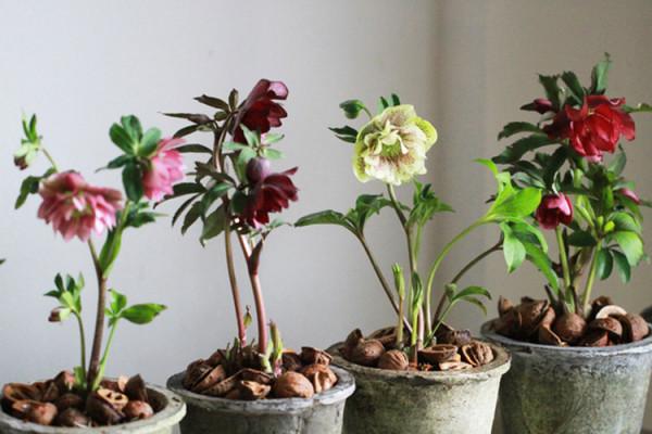 九種洋氣花，名字很“難聽”，建議別嫌棄，養好了也能美出天際