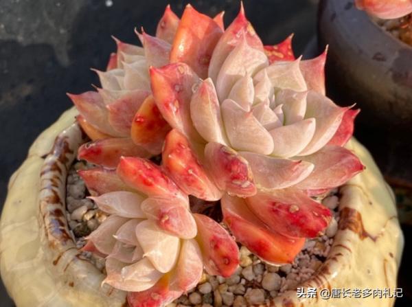 多肉根系越長就越好？並非如此，有時根系過長反而說明養法有問題