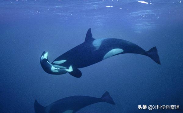 動物比人更深情,面對同伴死去,動物哀悼的方式讓人心酸、淚目 動物比人更深情,面對同伴死去,動物哀悼的方式讓人心酸、淚目