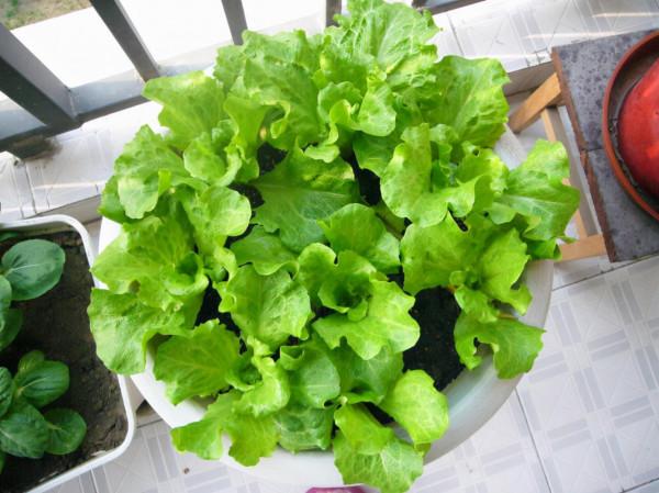 冬天種蔬菜首先這“8種”，不怕冷長得快，吃了一茬又一茬