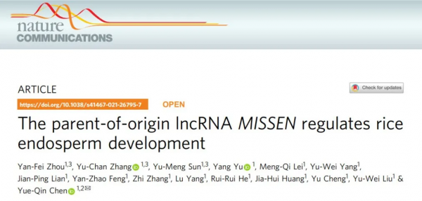 中山大學陳月琴團隊發現lncRNA MISSEN參與水稻胚乳發育