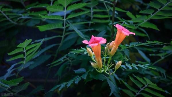 6種花草植物上牆就揭瓦，你家要有，栽種時記得遠離牆壁