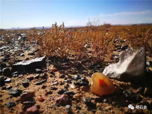 等疫情結束後，我們去撿石頭吧