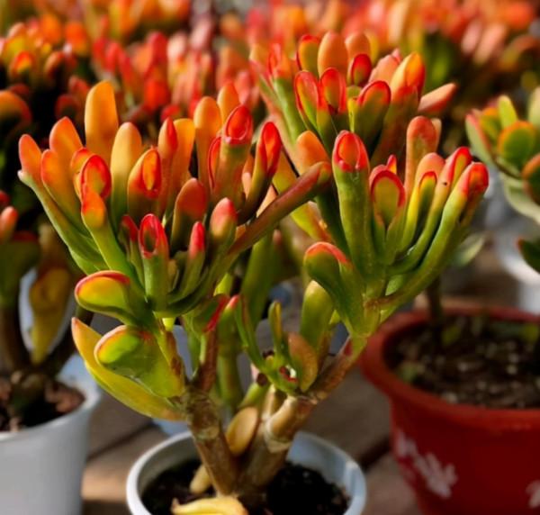 5種“醜花”很霸氣，不僅“美”獨特，而且吉利鎮宅，耐旱又好養