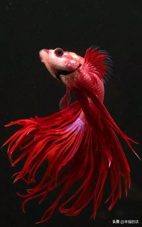 全世界最，最美的魚、最罕見的鳥，集齊了！大開眼界