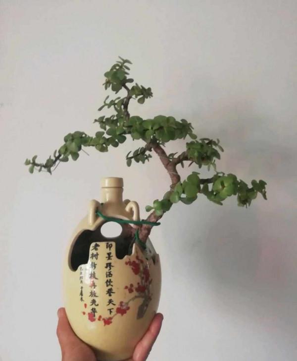 金枝玉葉黃葉掉葉,掌握一招,葉綠花繁,顏值高 金枝玉葉黃葉掉葉,掌握一招,葉綠花繁,顏值高