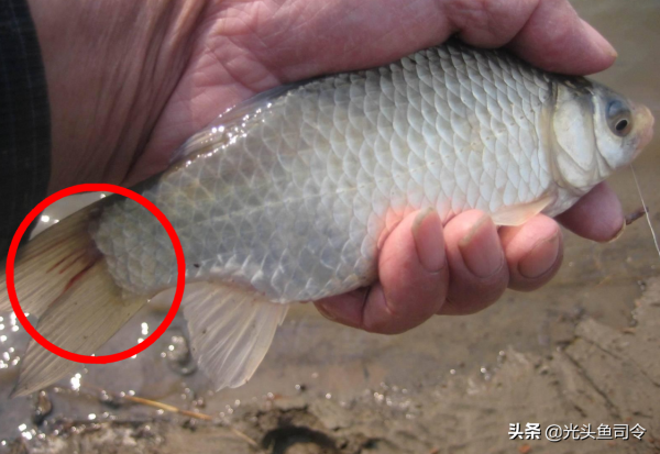 魚類身上常見的6種寄生蟲，5種容易發現，不要吃了後才知道