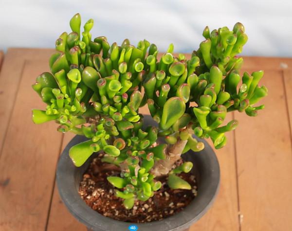 5種“醜花”很霸氣，不僅“美”獨特，而且吉利鎮宅，耐旱又好養