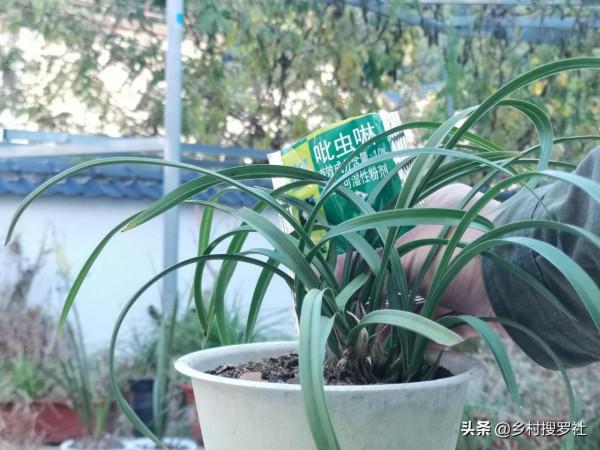 新手養蘭花,最有效的病蟲害防治在大雪前後,只是簡單的兩步操作 新手養蘭花,最有效的病蟲害防治在大雪前後,只是簡單的兩步操作