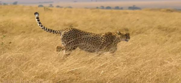 非洲的動物們！（二）