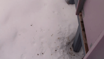 看完蜜蜂拉粑粑，我放下了手裡的蛋黃醬