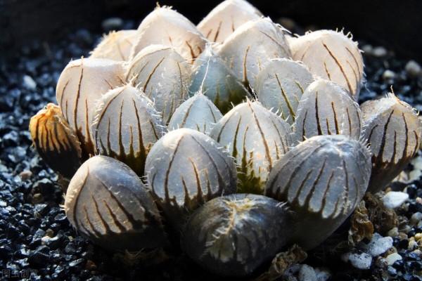 多肉過冬有“5怕”,避開了,零下五度凍不死,還能越凍越美麗 多肉過冬有“5怕”,避開了,零下五度凍不死,還能越凍越美麗