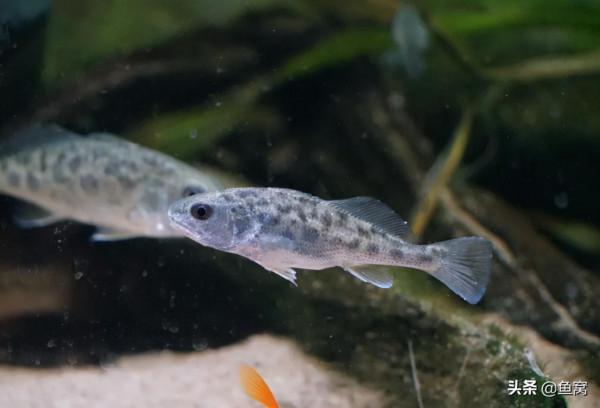 美國紅魚,到底是個什麼東東? 美國紅魚,到底是個什麼東東?