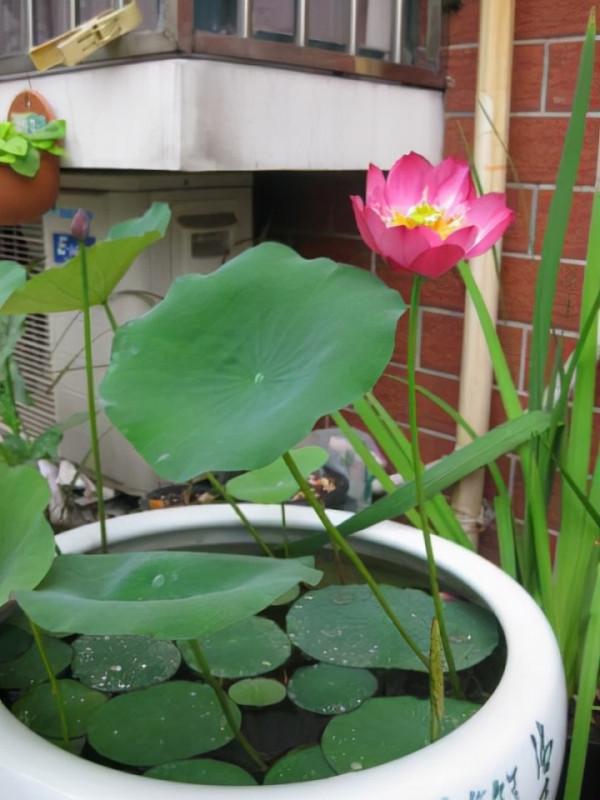 6種“漂亮花”,個個“不吉利”,你家養過沒有? 6種“漂亮花”,個個“不吉利”,你家養過沒有?