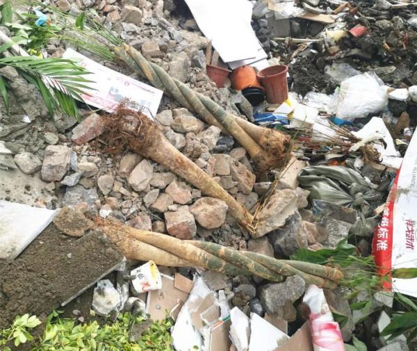 養花大棚倒閉,“貴貨花”路邊扔了一地,後悔沒帶個大麻袋 養花大棚倒閉,“貴貨花”路邊扔了一地,後悔沒帶個大麻袋