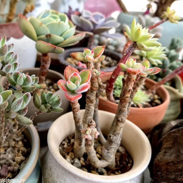 怎麼才可以讓肉肉的葉子變得更緊湊？看了你就明白啦