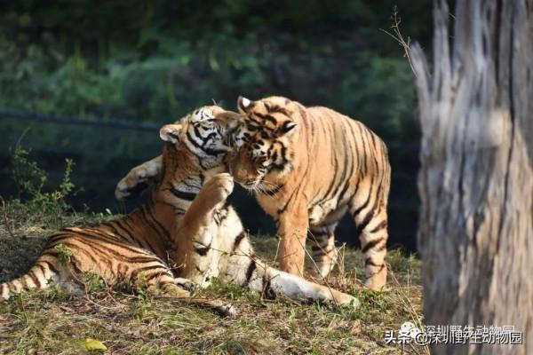 福虎開心驛站「 i 老虎 you」